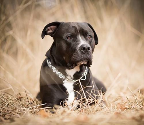 Problemhund Einzeltraining